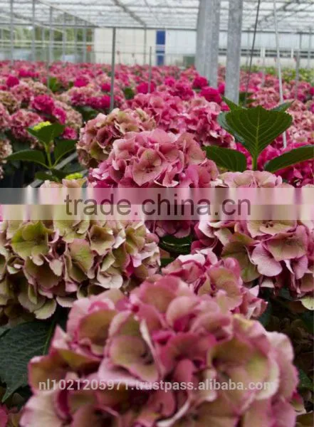 Hydrangea