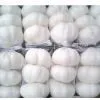 Pure White Garlic 5.0cm