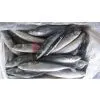 Pacific Mackerel 2.16.2013