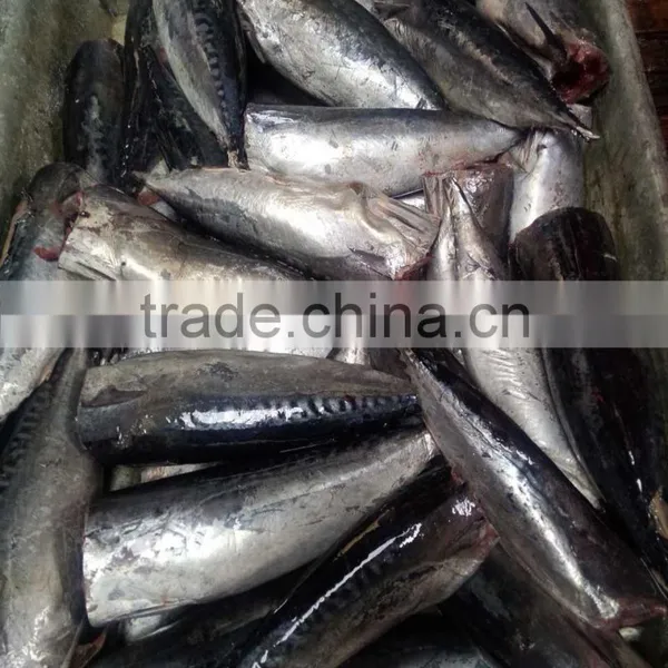 Processing Frozen HGT Bonito Fish photo-4