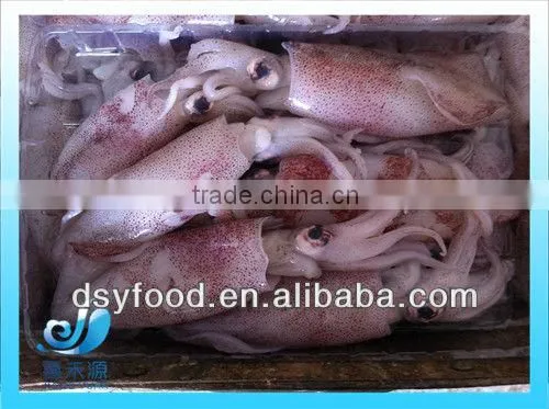 Frozen Clean and Fresh Fuzhou Squid photo-2