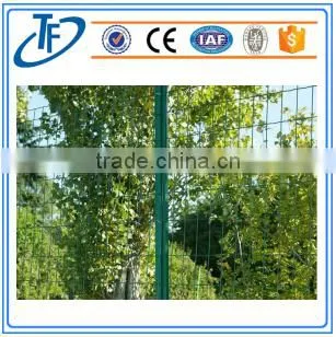 Holland Chicken Wire Mesh Fence photo-4