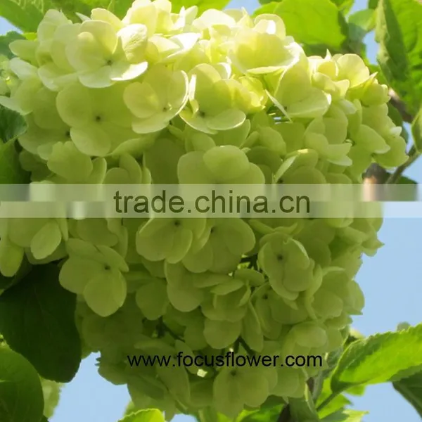 Hot Selling Fresh Cut Hydrangea With 50cm Long Stem photo-6