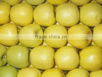 New Crop Chinese Fresh Sweet Golden Delicious Apple With Good Quality Quality Choice photo-6