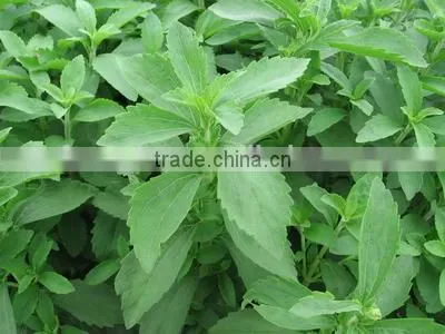 500g Natural Sweetener Stevia Rebaudiana 97% Rebaudioside A Stevia Extract RA97% Stevia Leaf Extract With KOSHER, ISO, IFRC ASIA photo-3