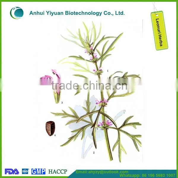 2016 New Products Leonuri Herba (Yi mu Cao) photo-2