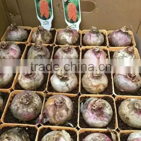 Hyacinthus Orientalis Bulbs photo-2