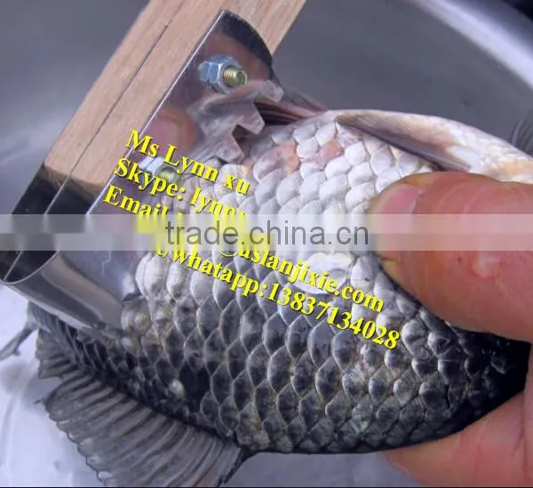 Fish Scaling and Killing Machine / Industrial Fish Gutting Machine photo-6