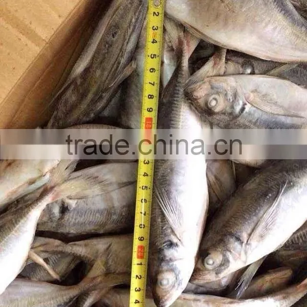 HORSE MACKEREL TARCHURUS JAPONICUS 20CM+ photo-2