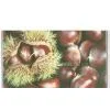 Fresh Chestnuts
