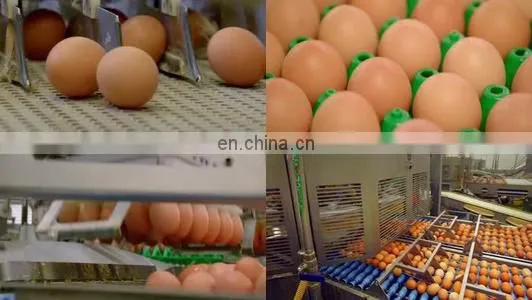 Egg Production Line/ Egg Washing Cleaning Drying Printing Grading Production Line photo-4