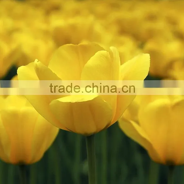 Special New Coming Wholesale Cheap Tulip Flowers photo-5