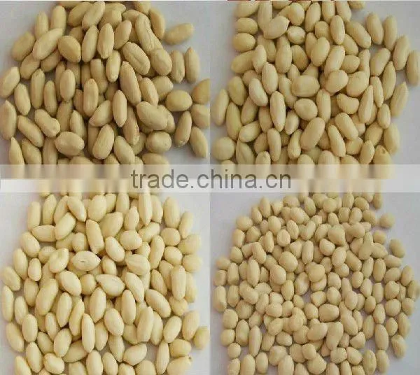 New Crop Chinese Roasted Peanuts In Shell photo-5