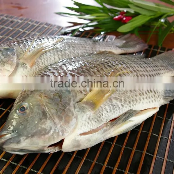 Gutted & Scaled Tilapia Frozen Clean Fish