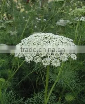 Ammi Majus ,Lace Flower , Ammi Majus Linn.,flower Seed,herb Seed,vegetalbe Seed,fruit Seed,grass Seed photo-6