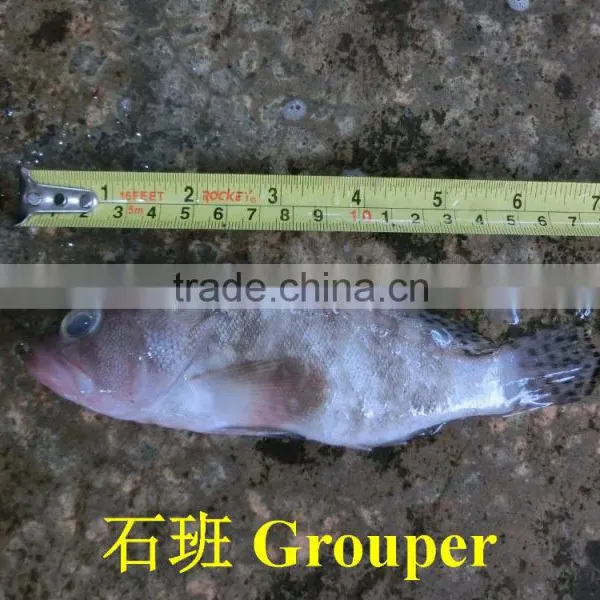 Grouper photo-4