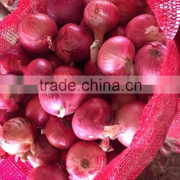 ONION-IN BULK photo-4