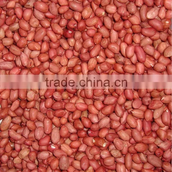 HIGH QUALITY GROUNDNUT KERNEL 40/50 photo-3