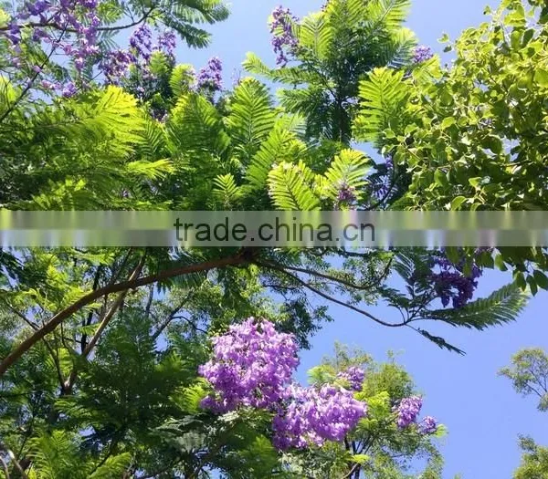 Jacaranda Mimosifolia photo-3