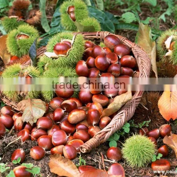 Fresh Chestnuts