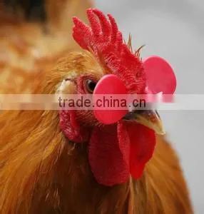 Chicken Mirror