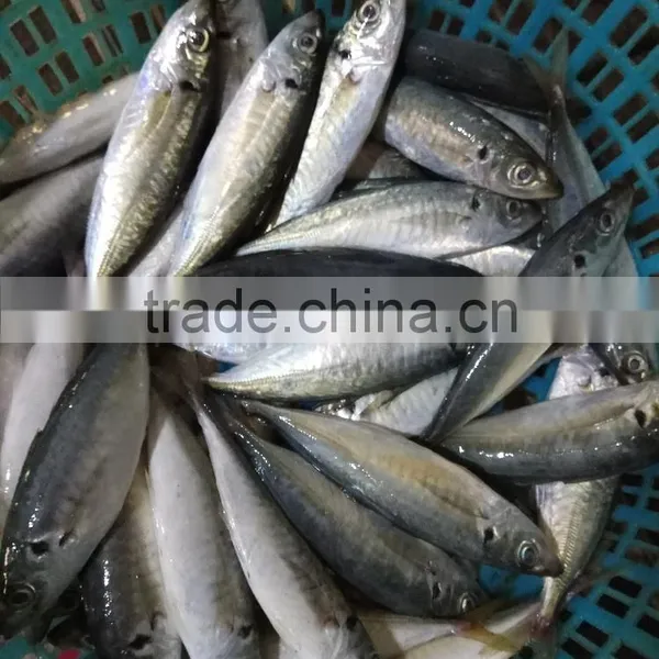 Frozen Horse Mackerel Fresh Seafood Small Eye Horse Mackerel photo-2