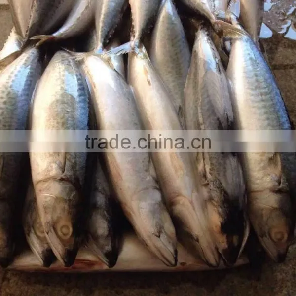 Frozen Pacific Mackerel photo-2