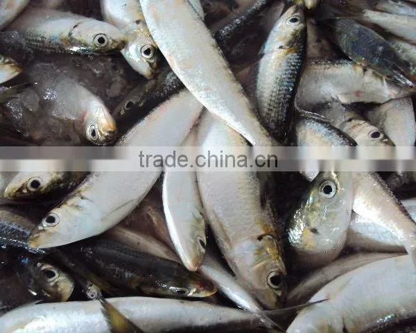 Frozen W/r Sardine photo-2