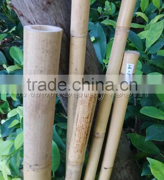 Hollow Guadua Bamboo Poles Can be Split photo-5