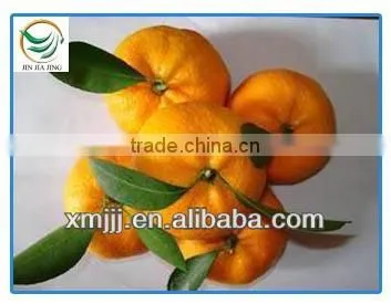Mini Size Baby Juicy Orange photo-3