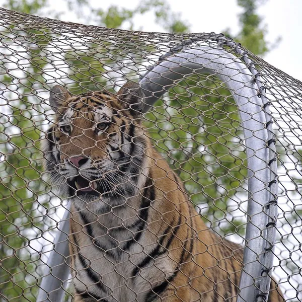 Zoo-specific Ecological Mesh/Tiger Enclosure Mesh/hand-woven Stainless Steel Rope Mesh Factory Direct Hot Sale photo-3