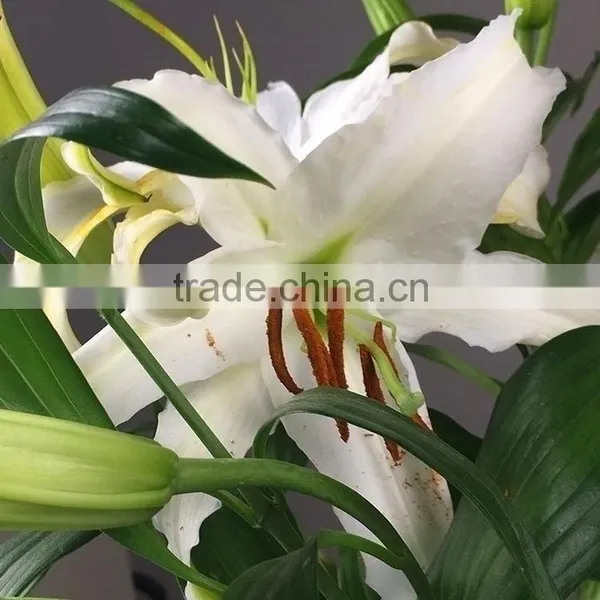 Best Quality Siberia Long Stem White Color Lily photo-3