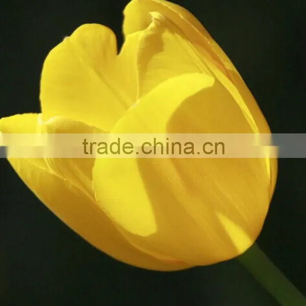 Fashion Crazy Selling Decorative Tulip photo-3