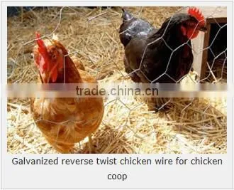 Hexagonal Woven Twist Wire Mesh - Galvanized and PVC Coated Chicken Mesh Price photo-5