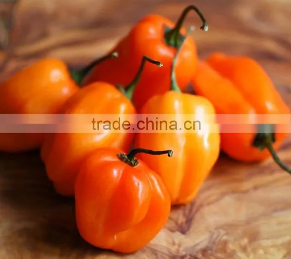 MEXICAN HABANERO PEPPER