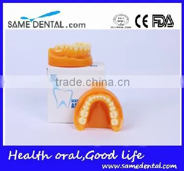 Double-Color Dentition Model School Education Teaching Model photo-6