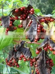 Gloriosa Superba Extract (Thiocolchicoside) IP/FP photo-3