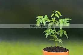Neem Oil Organic photo-2