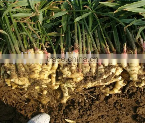 Liquid Organic Chitosan Fertilizer Bio Fungicide Soil Regulator Liquid Bio Fertilizer for Agriculture photo-4