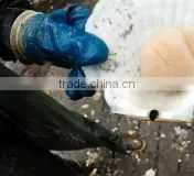 Live Pacific Scallop photo-3