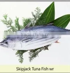 Skipjack Tuna photo-3