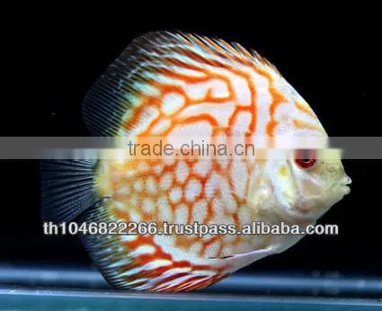 Discus Fish Farm for Sale and Export photo-5