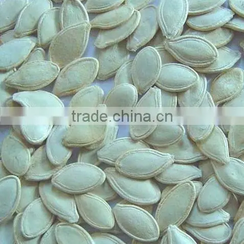 Pumpkin Seed photo-2