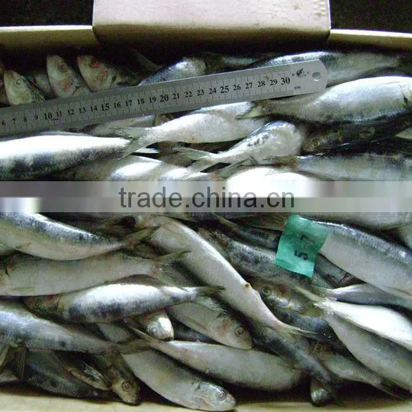 Frozen Sardine for Tuna Bait photo-3