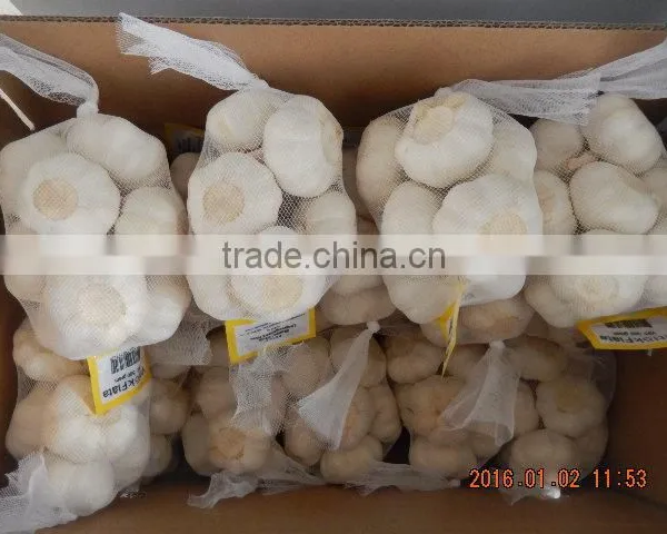 Garlic photo-5