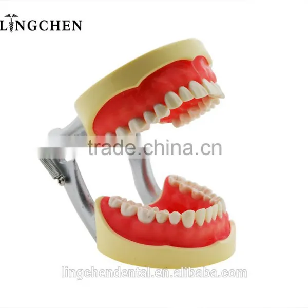 Hot Sell Dental Teeth Models With Low Price photo-2