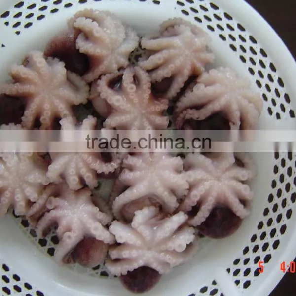 Frozen Baby Octopus Whole photo-2