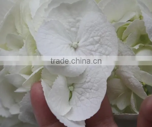 China Hotsell Flower Gift Hydrangea photo-2