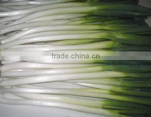 2013 Fresh Welsh Onion for Sales