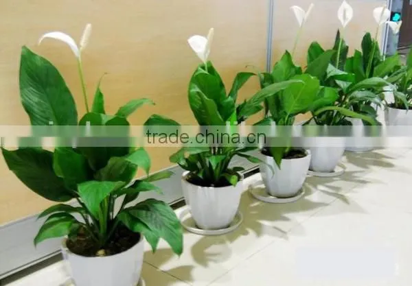 Real Touch Plastic Plant Artificial Spathi Phyllum photo-2
